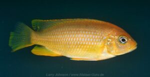 Metriaclima flavifemina